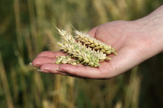 Cereals in women's hands
