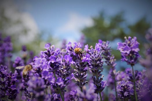 Bee in the Lavender Field
