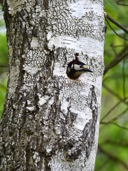 Colorful woodpecker in tree cavity