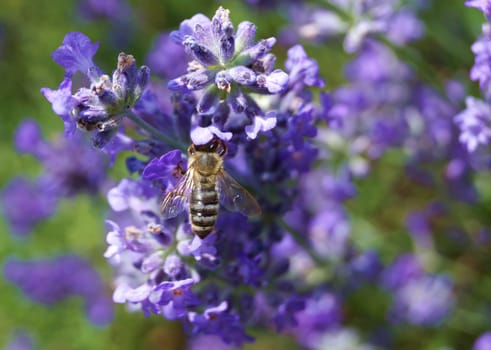 Bee in the Lavender Field