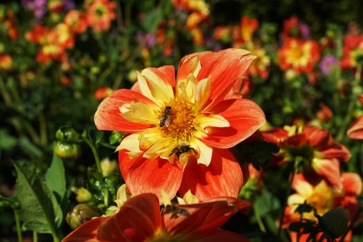 Bees in Dahlia Blueten