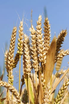Cornfield under blue sky
