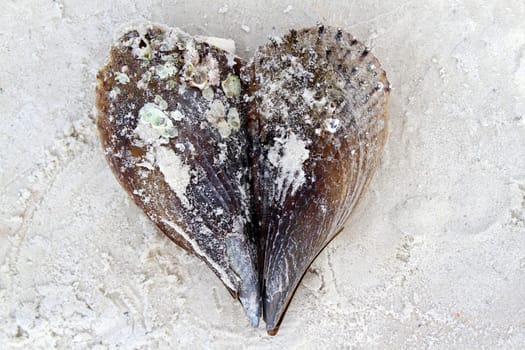 Valentine heart made of sea shells on sandy beach