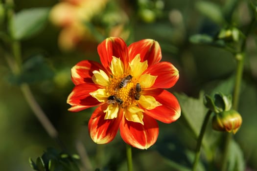 Bees in Dahlia Blueten