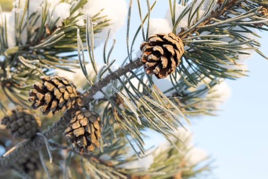 Pine Cone in Tree with snow.