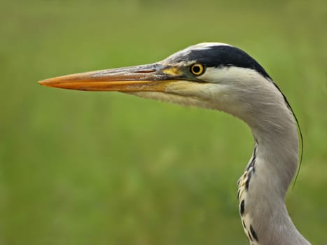 Portrait of a grey heron (Ardea cinerea)