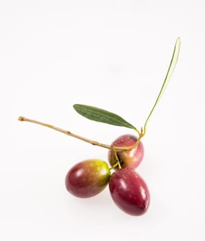 fresh olives isolated on a white background. Olives from Sicily, Italy
