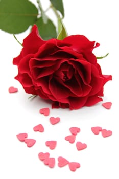 Rose petal with pink hearts