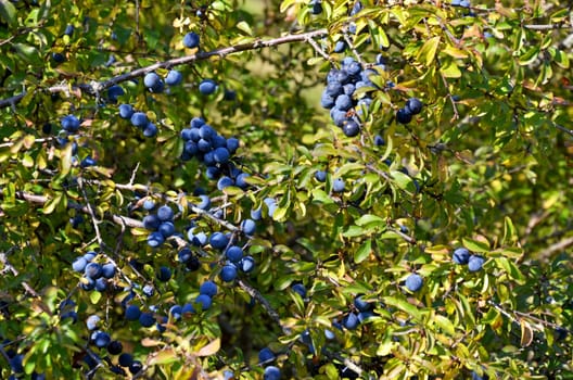 Blackthorn