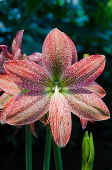 one red and white lovely flower in the family amaryllis