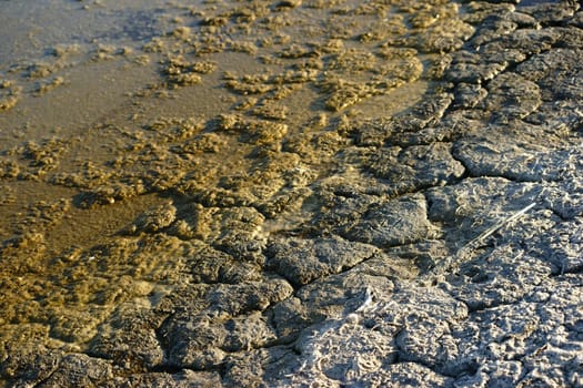 The close-up of brittle soil interspersed with chemicals and feces at salton sea in California due to pollution and overfertilization.