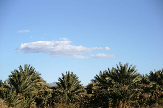 A palm plantation in Southern California near Lake Salton.
