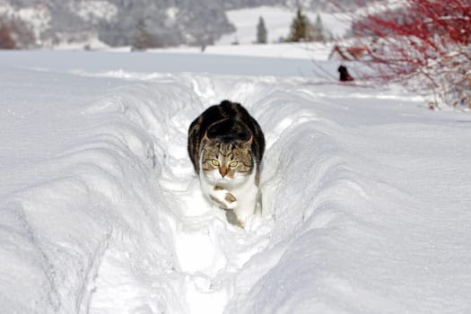 A little cat runs happily through the snow
