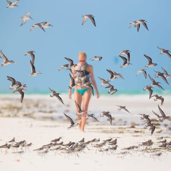 Woman walking on the beach among flock of birds. Beautiful caucasian model  wearing colorful scarf and turquoise bikini on vacations on Paje beach, Zanzibar, Tanzania