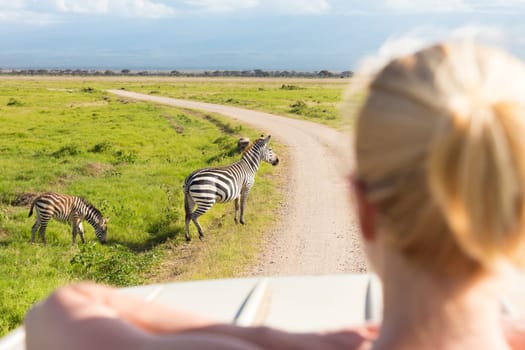Woman on african wildlife safari observing zebras from open roof safari jeep. Rear view. Focus on zebras.
