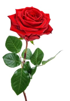 Fully blossomed,perfect red rose with stem and leaves,studio isolated on pure white background