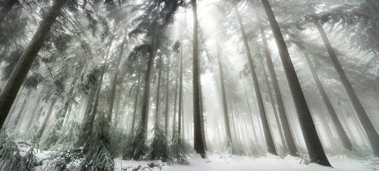Snow covered forest with magical light in winter,white light rays falling through the fog
