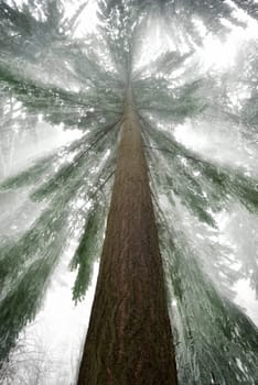 Worms eye view of an old spruce tree with cool light rays in winter,creating a fascinating magical mood