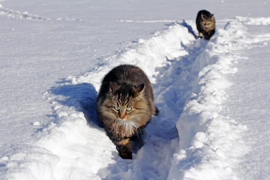 Two cats walk through the high snow together