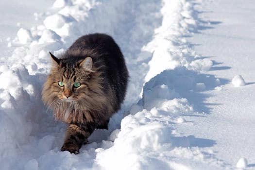A pretty young Norwegian forest cat in the snow
