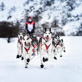 musher dogteam driver and Siberian husky at snow winter competition race in forest