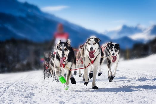 Sledge dogs in speed racing