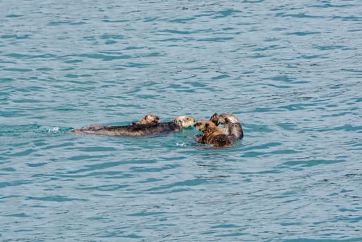 A Raft of Sea Otters in Prince William Sound in Alaska