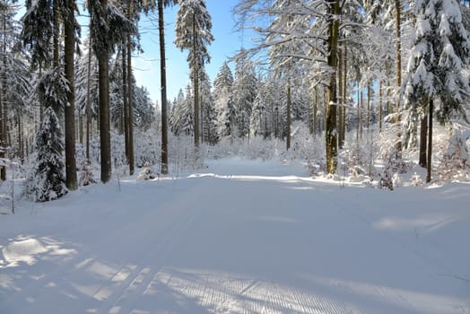 snowy winter forest