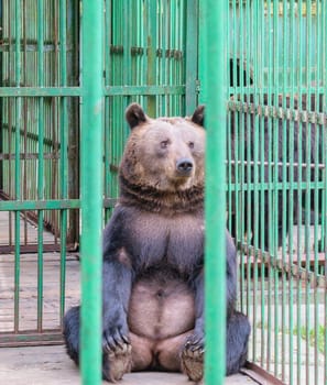 Brown bear sitting behind bars in a cage (aviary)