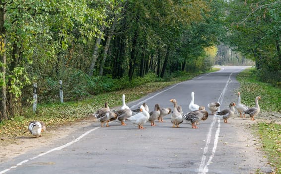 Goose flock (group) goes through the countryside asphalt road.