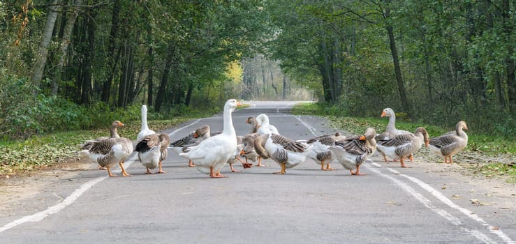 Goose flock (group) goes through the countryside asphalt road.