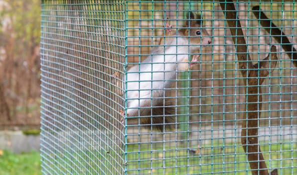 Squirrel in the cage.