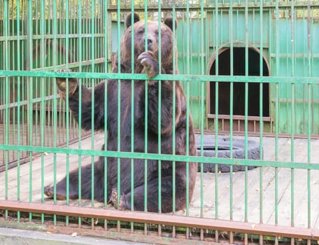 Brown bear sitting behind bars in a cage (aviary)
