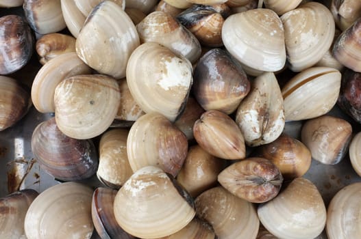 Raw and fresh clams