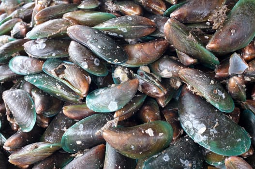Raw and fress mussels