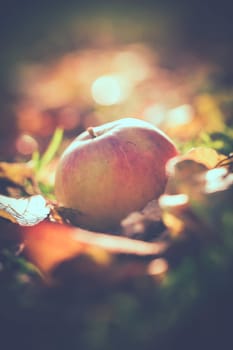 Apple fallen on the floor in a macro shot - backlight - toning with vignette
