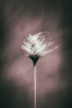 Sheath woolgrass - Eriophorum vaginatum in a macro shot - sw-converted with sepia toning