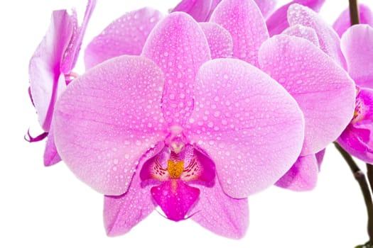 Photo of beautiful purple orchid on white background