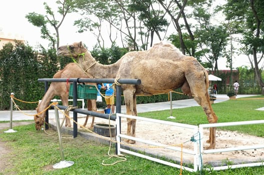 Camel in farm for tourist recreation