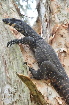 guana on paperbark tree