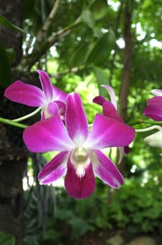 Red pink orchid