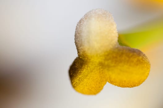 Macro view of the stigma on a small flower