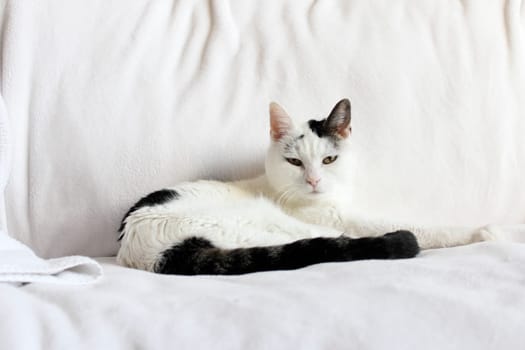 Pretty kitty cat looking at viewer while relaxing laying down on a white blanket near a white towel on a couch. Cute feline with black and white fur relaxed on a couch.