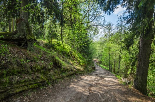 Footpath in a summer park