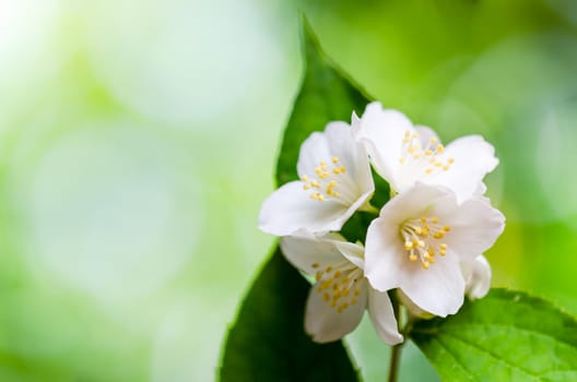 Beautiful flowers of a jasmin, close up. Summer  background