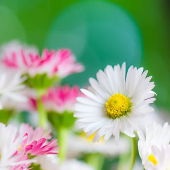 Bouquet of small delicate daisy, close-up