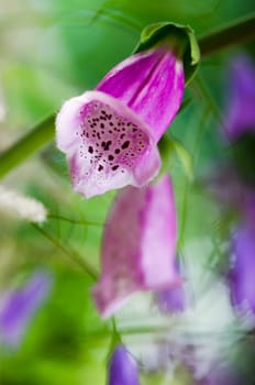Beautiful flowers purple Foxglove