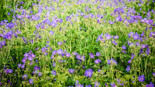 Beautiful purple meadow flowers, close-up background