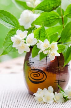 Blooming jasmine bush, close-up