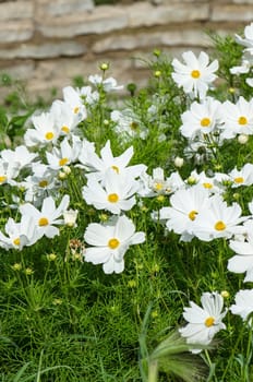 White  flower on a bed with other plants, close-up